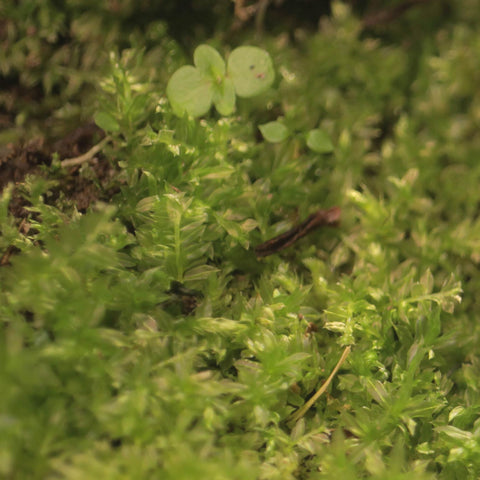Lavender, Hot Pepper, & Dandelion Leaf Gift Set